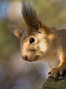 Preview wallpaper squirrel, tree, climbing, face, ears, fur