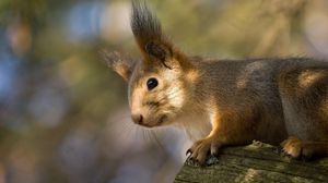 Preview wallpaper squirrel, tree, climbing, face, ears, fur
