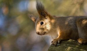 Preview wallpaper squirrel, tree, climbing, face, ears, fur