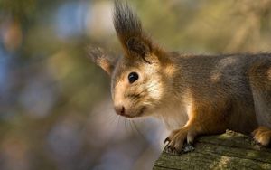 Preview wallpaper squirrel, tree, climbing, face, ears, fur