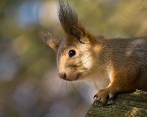 Preview wallpaper squirrel, tree, climbing, face, ears, fur