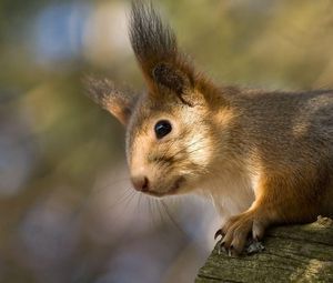 Preview wallpaper squirrel, tree, climbing, face, ears, fur