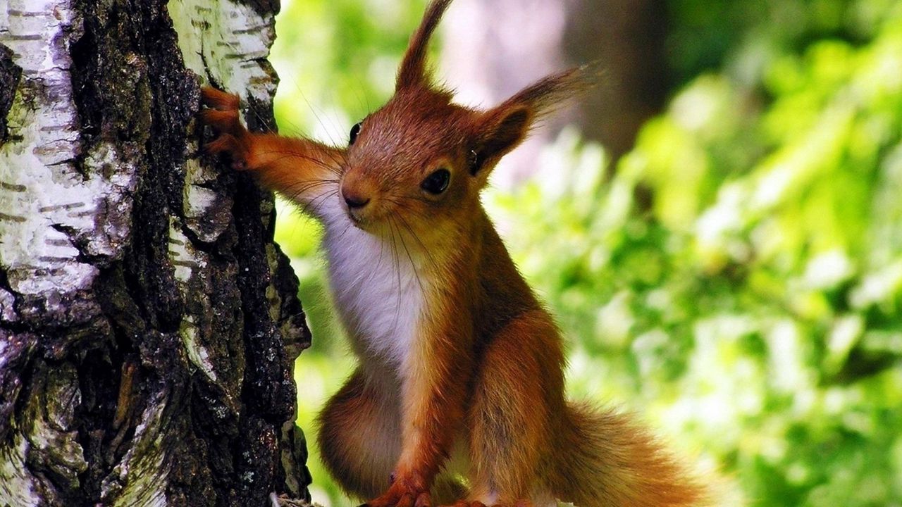 Wallpaper squirrel, tree, climbing, animal