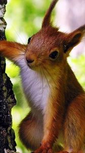 Preview wallpaper squirrel, tree, climbing, animal