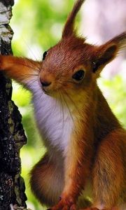 Preview wallpaper squirrel, tree, climbing, animal