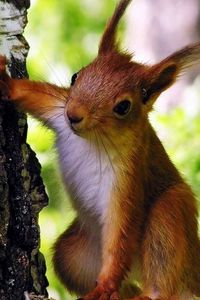 Preview wallpaper squirrel, tree, climbing, animal