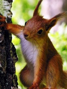 Preview wallpaper squirrel, tree, climbing, animal