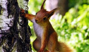 Preview wallpaper squirrel, tree, climbing, animal