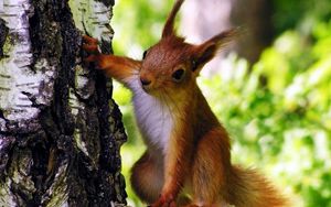 Preview wallpaper squirrel, tree, climbing, animal