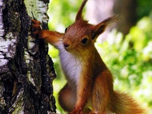 Preview wallpaper squirrel, tree, climbing, animal