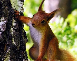 Preview wallpaper squirrel, tree, climbing, animal