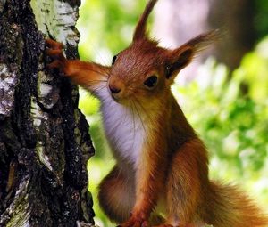 Preview wallpaper squirrel, tree, climbing, animal