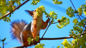 Preview wallpaper squirrel, tree, flower, branch