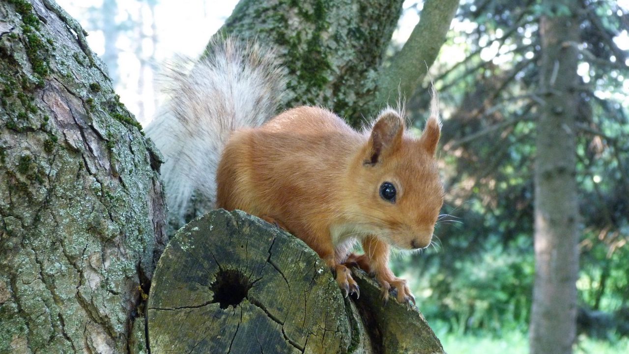 Wallpaper squirrel, tree, forest, climb