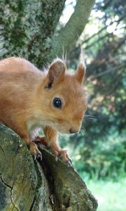 Preview wallpaper squirrel, tree, forest, climb