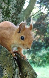 Preview wallpaper squirrel, tree, forest, climb