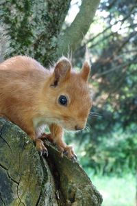 Preview wallpaper squirrel, tree, forest, climb