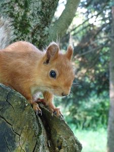 Preview wallpaper squirrel, tree, forest, climb