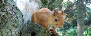 Preview wallpaper squirrel, tree, forest, climb