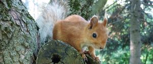 Preview wallpaper squirrel, tree, forest, climb