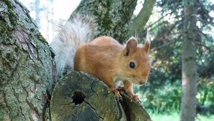 Preview wallpaper squirrel, tree, forest, climb