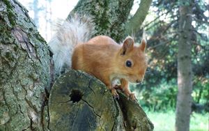 Preview wallpaper squirrel, tree, forest, climb