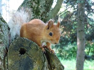 Preview wallpaper squirrel, tree, forest, climb