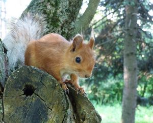 Preview wallpaper squirrel, tree, forest, climb