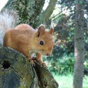 Preview wallpaper squirrel, tree, forest, climb