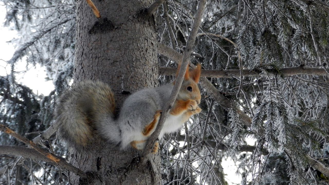 Wallpaper squirrel, tree, frost, animal