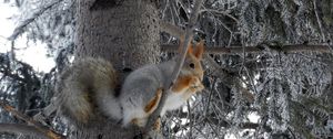 Preview wallpaper squirrel, tree, frost, animal