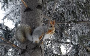 Preview wallpaper squirrel, tree, frost, animal