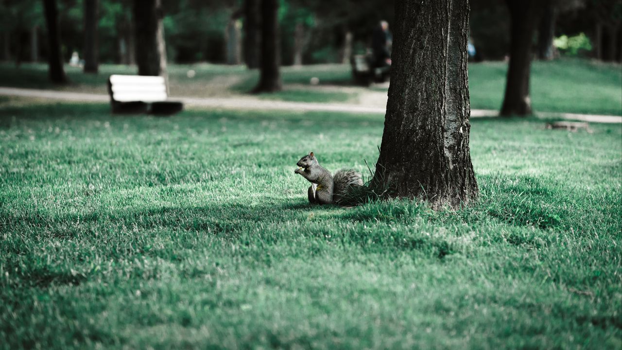 Wallpaper squirrel, tree, grass, animal, park