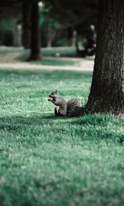 Preview wallpaper squirrel, tree, grass, animal, park