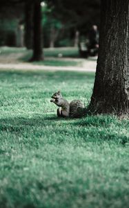 Preview wallpaper squirrel, tree, grass, animal, park