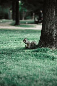 Preview wallpaper squirrel, tree, grass, animal, park