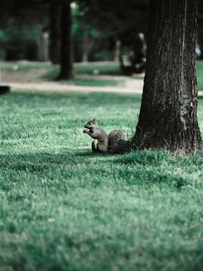 Preview wallpaper squirrel, tree, grass, animal, park