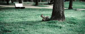 Preview wallpaper squirrel, tree, grass, animal, park