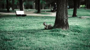 Preview wallpaper squirrel, tree, grass, animal, park