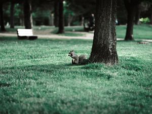 Preview wallpaper squirrel, tree, grass, animal, park