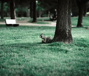 Preview wallpaper squirrel, tree, grass, animal, park