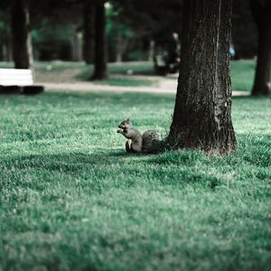 Preview wallpaper squirrel, tree, grass, animal, park