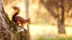 Preview wallpaper squirrel, tree, jump, red