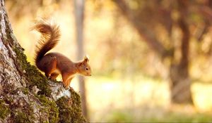 Preview wallpaper squirrel, tree, jump, red