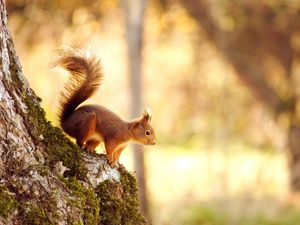 Preview wallpaper squirrel, tree, jump, red