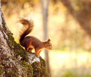 Preview wallpaper squirrel, tree, jump, red