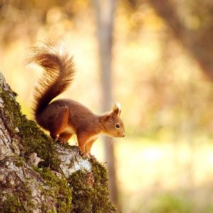 Preview wallpaper squirrel, tree, jump, red