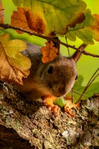 Preview wallpaper squirrel, tree, oak, leaves, branches