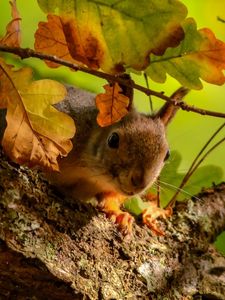 Preview wallpaper squirrel, tree, oak, leaves, branches