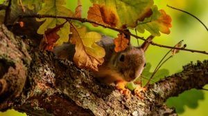 Preview wallpaper squirrel, tree, oak, leaves, branches